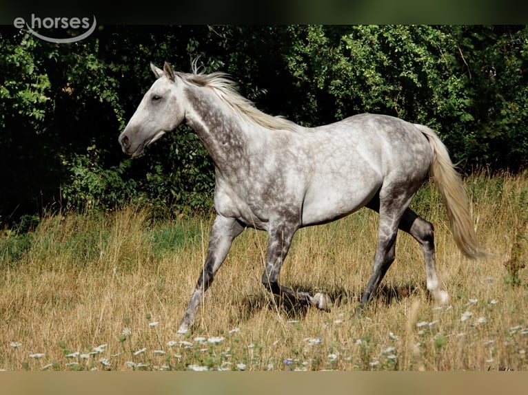 Purosangue inglese Castrone 12 Anni 165 cm Grigio in Geiselwind