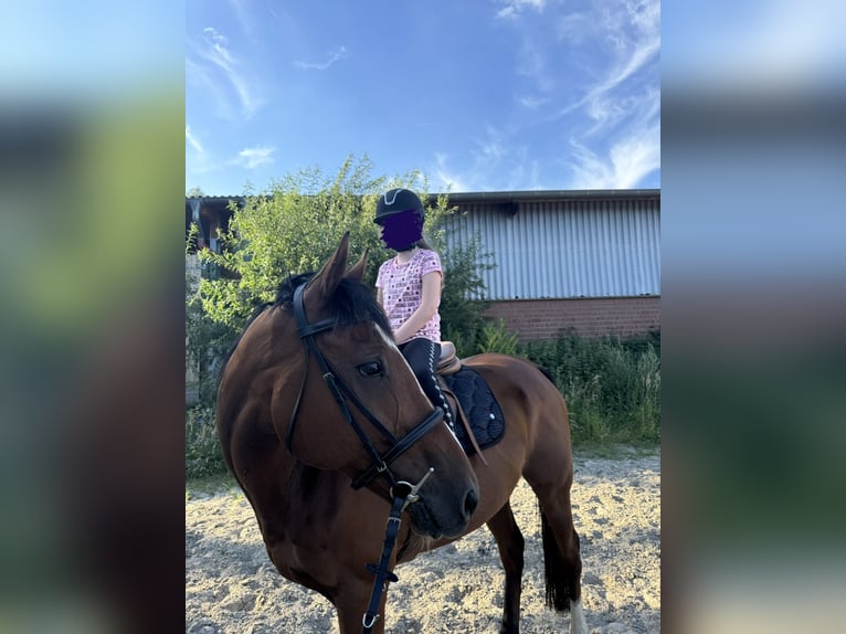 Purosangue inglese Castrone 12 Anni 166 cm Baio in Bönen