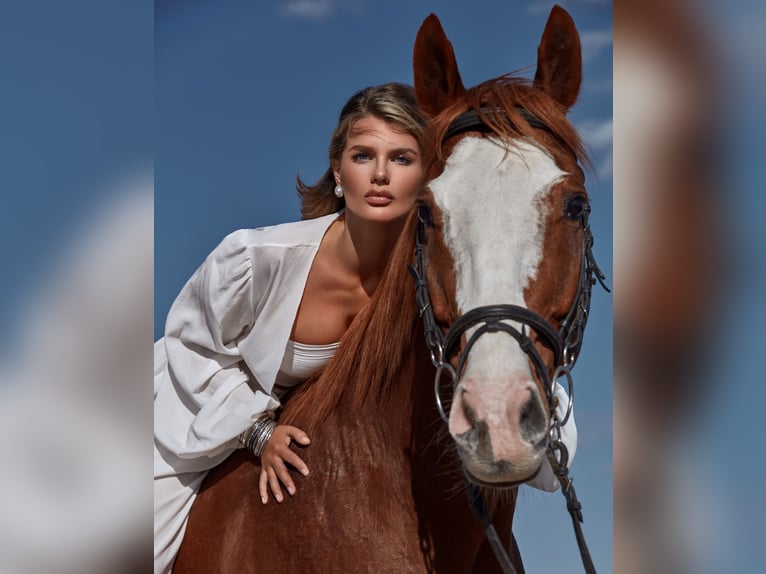 Purosangue inglese Castrone 12 Anni 168 cm Sauro scuro in Fort Lauderdale