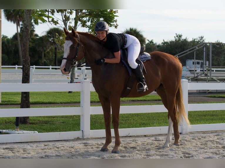 Purosangue inglese Castrone 12 Anni 168 cm Sauro scuro in Fort Lauderdale