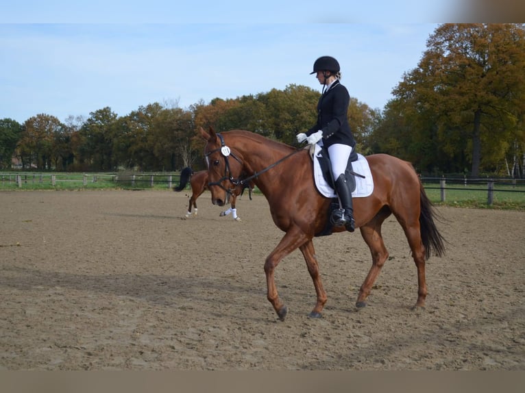 Purosangue inglese Castrone 12 Anni 171 cm Sauro in Datteln