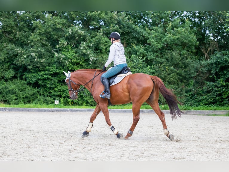Purosangue inglese Castrone 12 Anni 171 cm Sauro in Datteln
