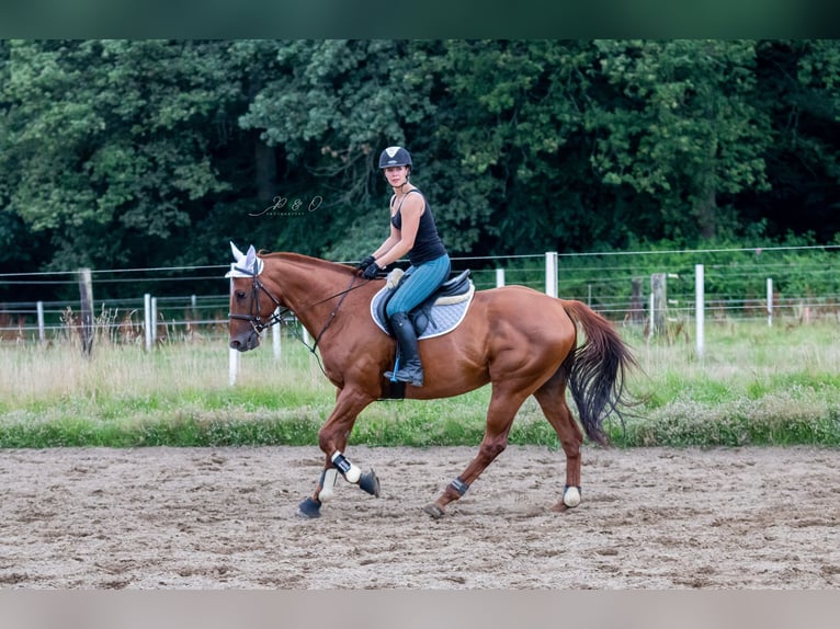 Purosangue inglese Castrone 12 Anni 171 cm Sauro in Datteln