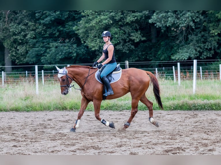 Purosangue inglese Castrone 12 Anni 171 cm Sauro in Datteln
