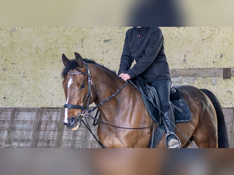 Purosangue inglese Castrone 12 Anni 63 cm Baio in Faulquemont