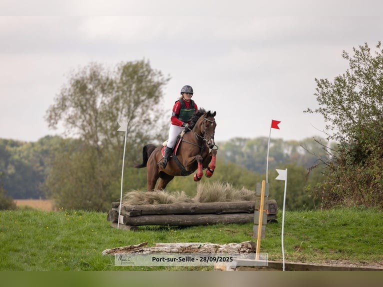 Purosangue inglese Castrone 12 Anni 63 cm Baio in Faulquemont