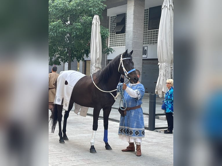 Purosangue inglese Castrone 13 Anni 158 cm Baio scuro in Ossona