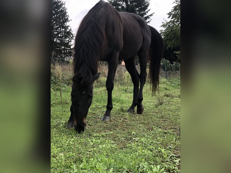 Purosangue inglese Castrone 13 Anni 158 cm Baio scuro in Ossona