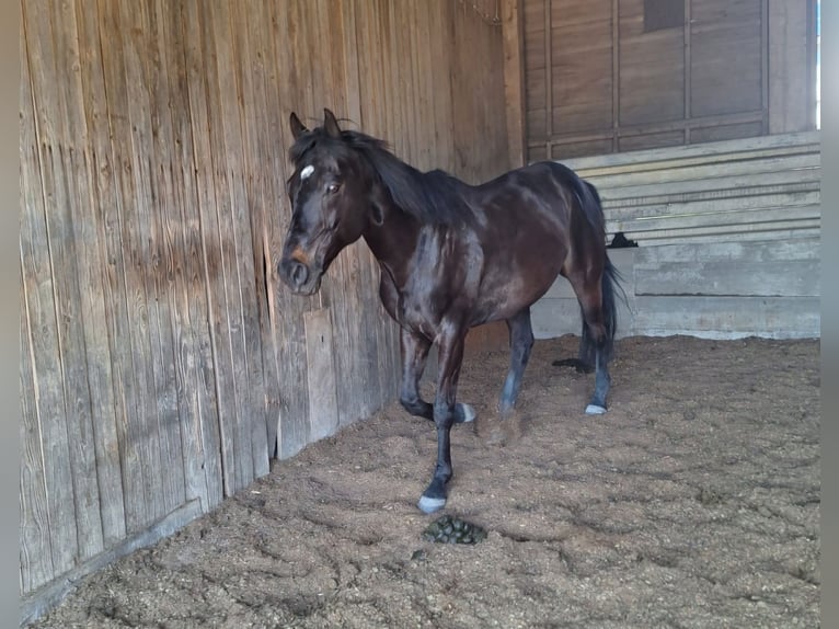 Purosangue inglese Castrone 13 Anni 160 cm Baio scuro in Mühlingen