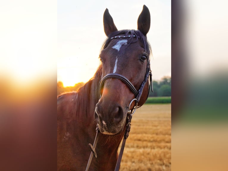 Purosangue inglese Castrone 13 Anni 160 cm Baio scuro in Au am Rhein