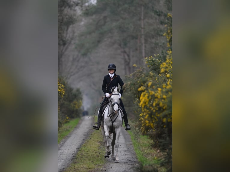 Purosangue inglese Castrone 13 Anni 160 cm Grigio in Rennes