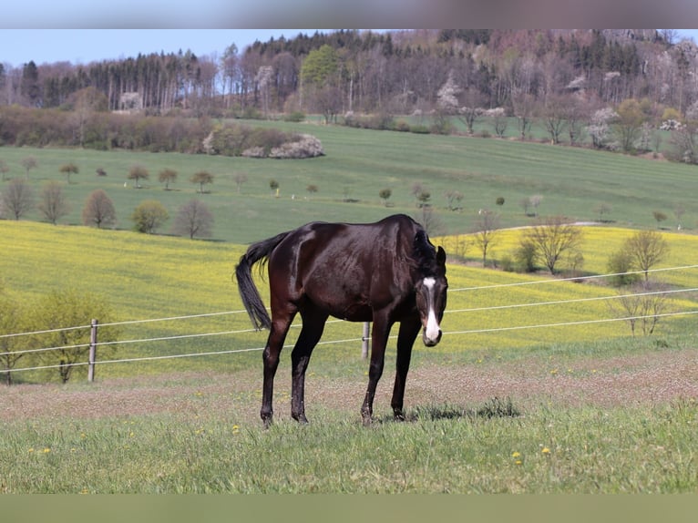 Purosangue inglese Castrone 14 Anni 160 cm Baio scuro in Ebersbach-Neugersdorf