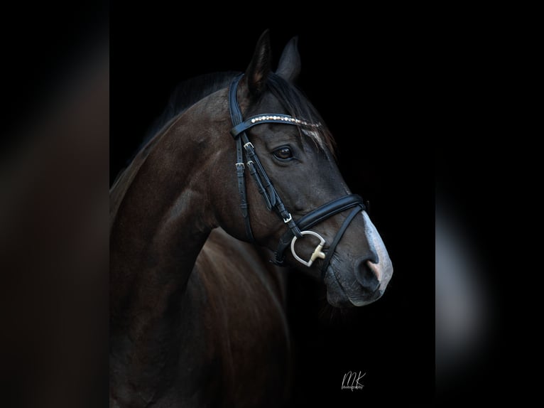 Purosangue inglese Castrone 14 Anni 160 cm Baio scuro in Ebersbach-Neugersdorf