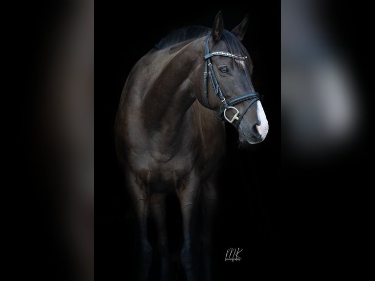 Purosangue inglese Castrone 14 Anni 160 cm Baio scuro in Ebersbach-Neugersdorf