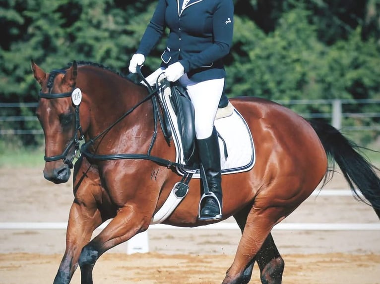 Purosangue inglese Castrone 14 Anni 163 cm Baio chiaro in Reading