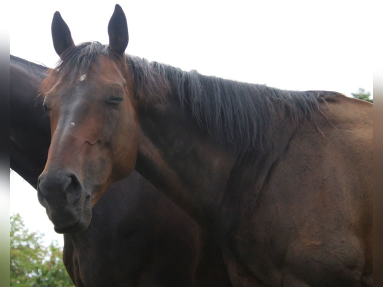 Purosangue inglese Castrone 14 Anni 163 cm Baio scuro in Krefeld