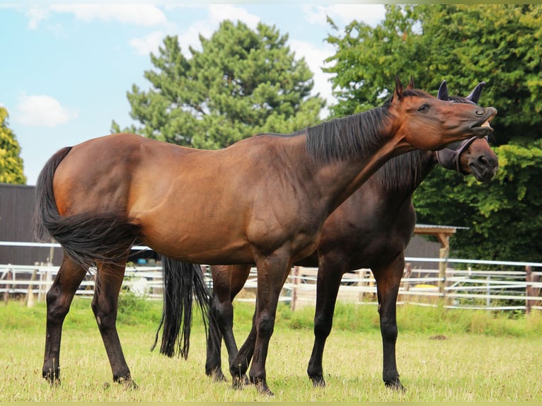Purosangue inglese Castrone 14 Anni 163 cm Baio scuro in Krefeld