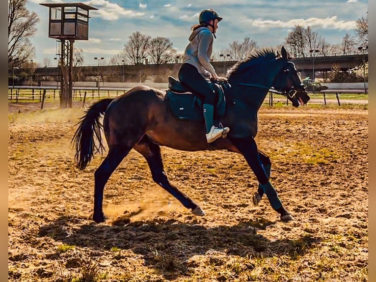 Purosangue inglese Castrone 14 Anni 163 cm Baio scuro in Krefeld
