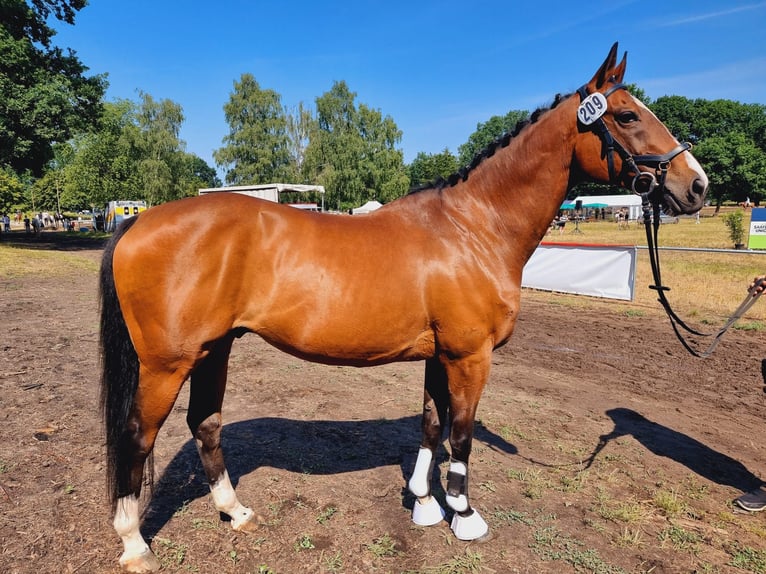 Purosangue inglese Castrone 14 Anni 164 cm Baio in Hannover