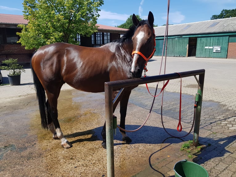 Purosangue inglese Castrone 14 Anni 164 cm Baio in Hannover