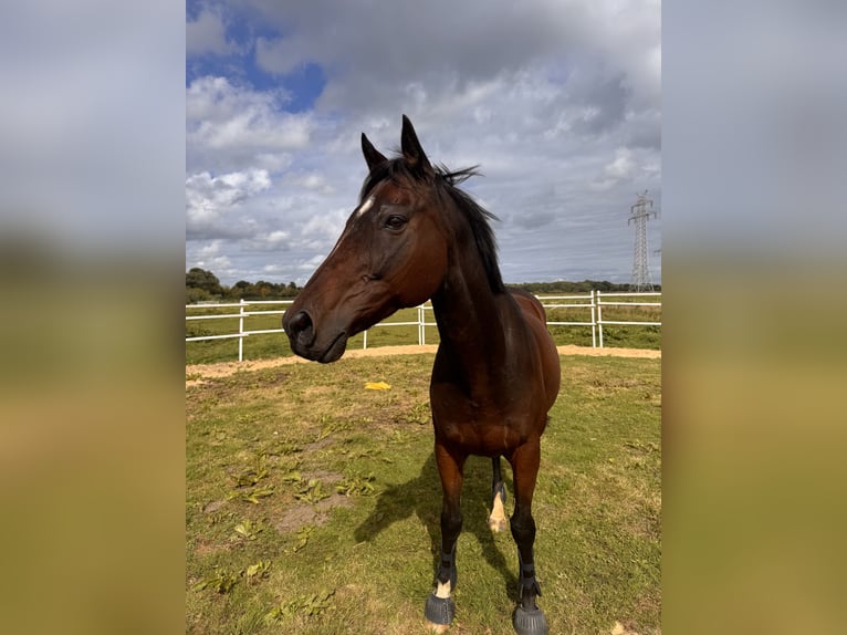 Purosangue inglese Castrone 14 Anni 165 cm Baio scuro in Geestland