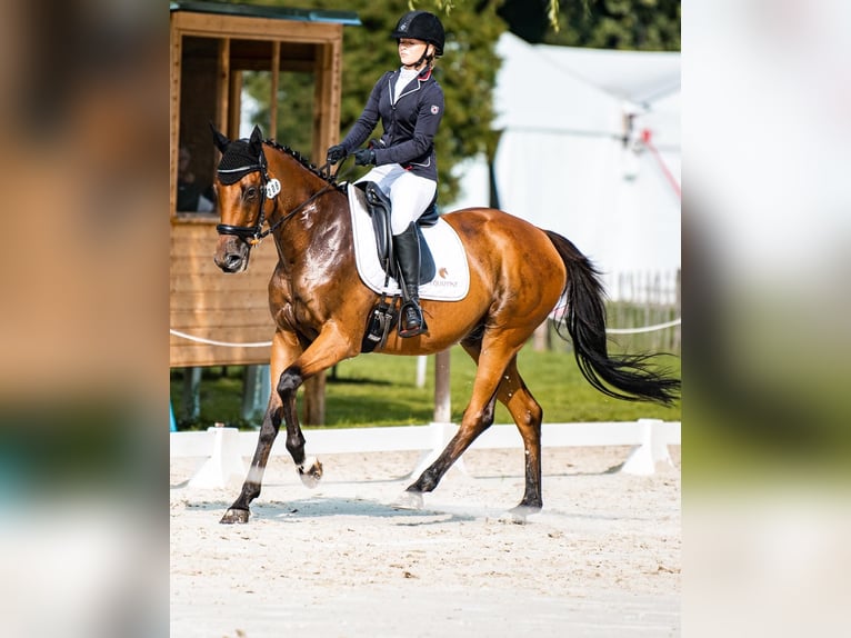Purosangue inglese Castrone 14 Anni 167 cm Baio ciliegia in &#x17B;elaz&#xF3;w