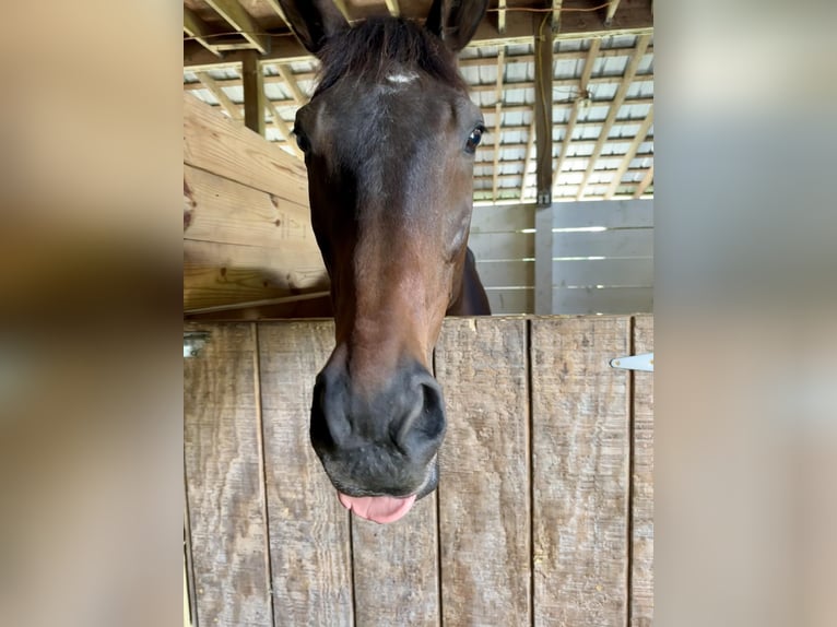 Purosangue inglese Castrone 14 Anni 183 cm Baio scuro in Summerville