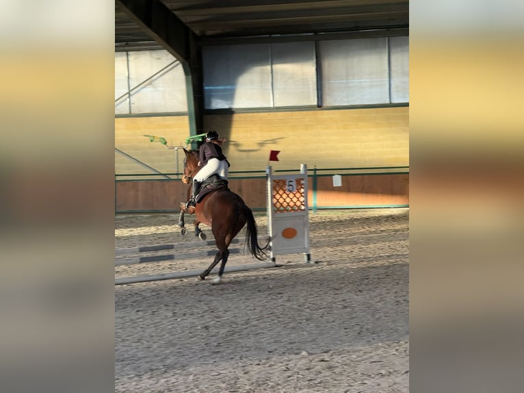 Purosangue inglese Castrone 14 Anni  in Torino