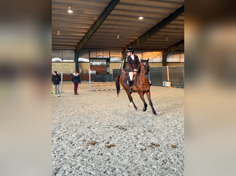 Purosangue inglese Castrone 14 Anni  in Torino