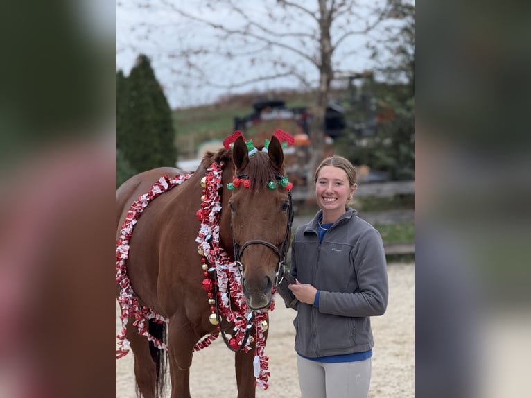 Purosangue inglese Castrone 15 Anni 170 cm Sauro scuro in Gap