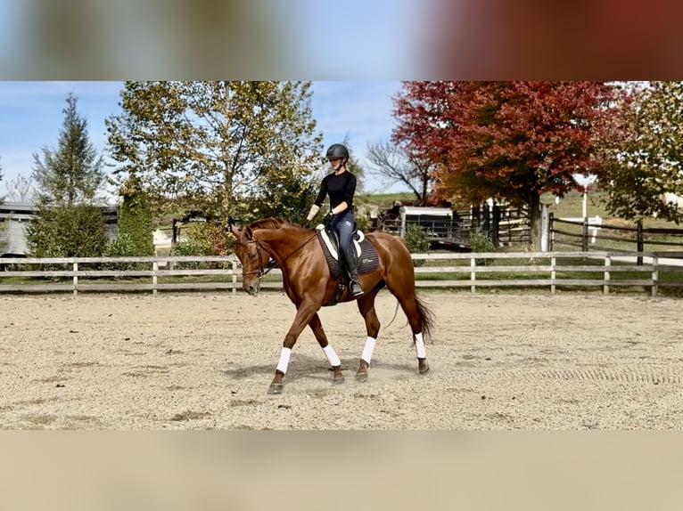 Purosangue inglese Castrone 15 Anni 170 cm Sauro scuro in Gap