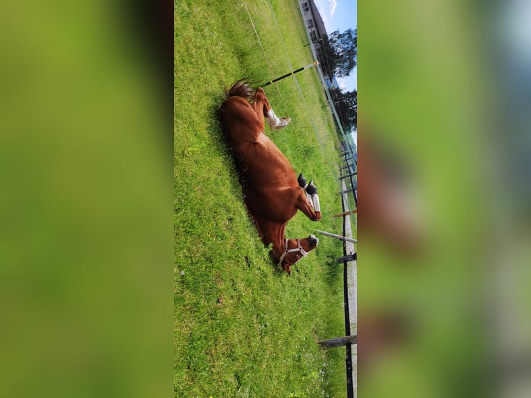 Purosangue inglese Castrone 15 Anni 174 cm Sauro in Mühlhausen-Ehingen