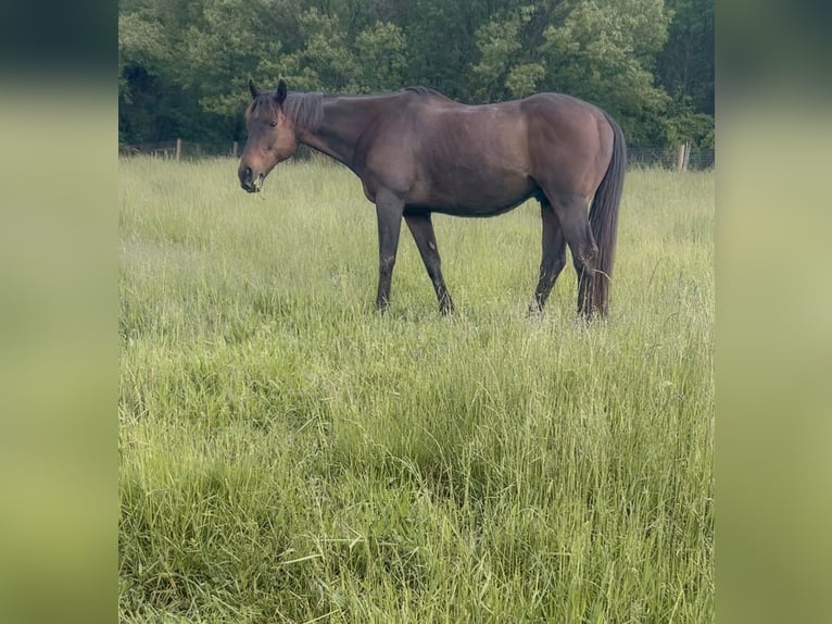 Purosangue inglese Castrone 16 Anni 152 cm Baio scuro in finksburg maryland