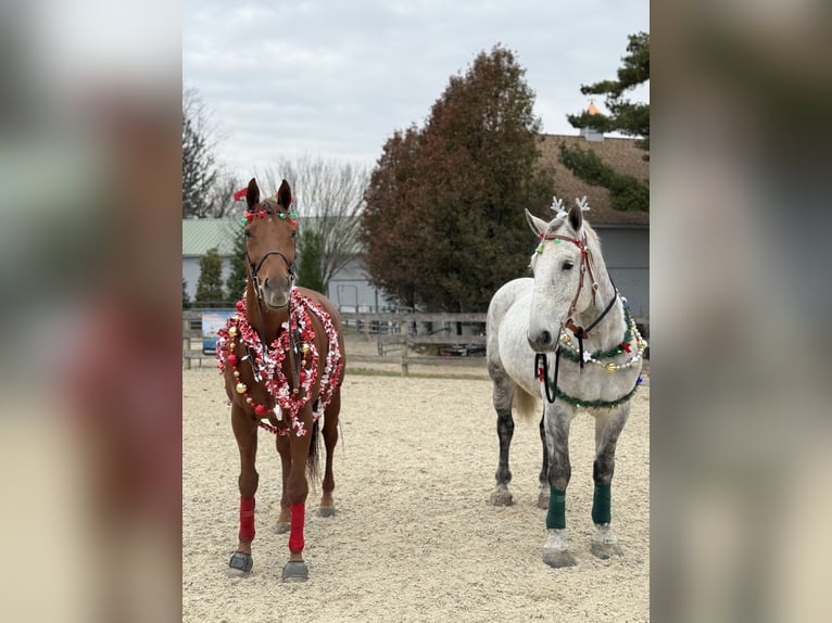 Purosangue inglese Castrone 16 Anni 170 cm Sauro scuro in Gap