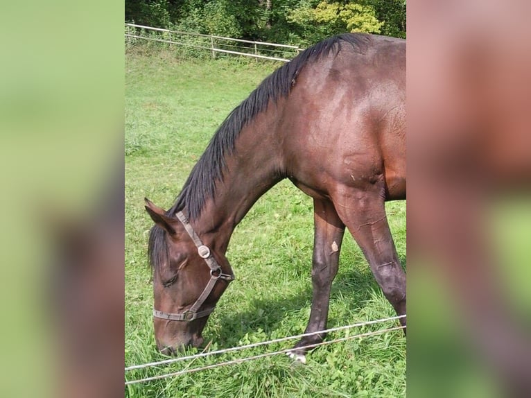 Purosangue inglese Castrone 17 Anni 170 cm Baio scuro in Berg