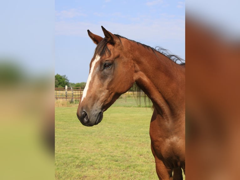 Purosangue inglese Castrone 17 Anni 173 cm Baio ciliegia in Ravenna, TX