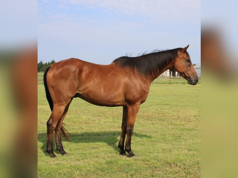 Purosangue inglese Castrone 17 Anni 173 cm Baio ciliegia in Ravenna, TX