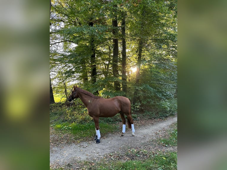 Purosangue inglese Castrone 18 Anni 160 cm Sauro in Karlskron