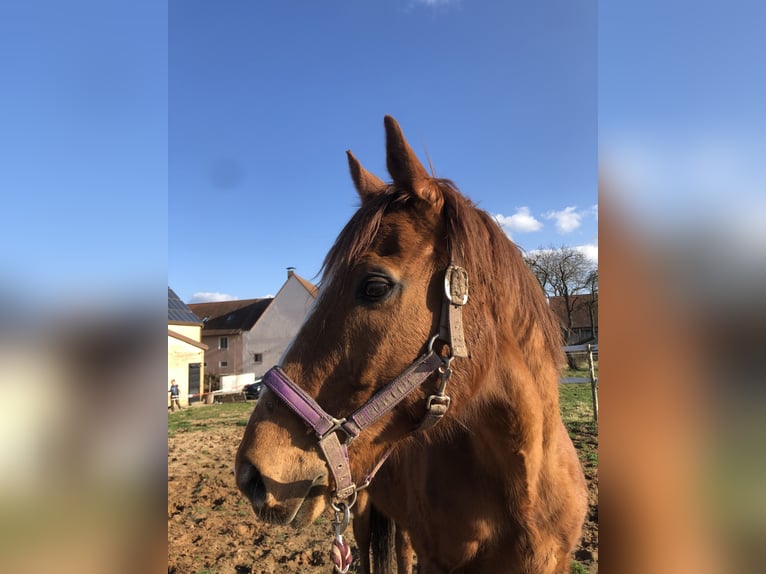 Purosangue inglese Castrone 19 Anni 160 cm Sauro in Gunzenhausen