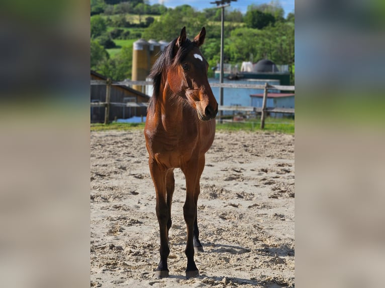 Purosangue inglese Castrone 1 Anno 152 cm Baio in Ulrichstein