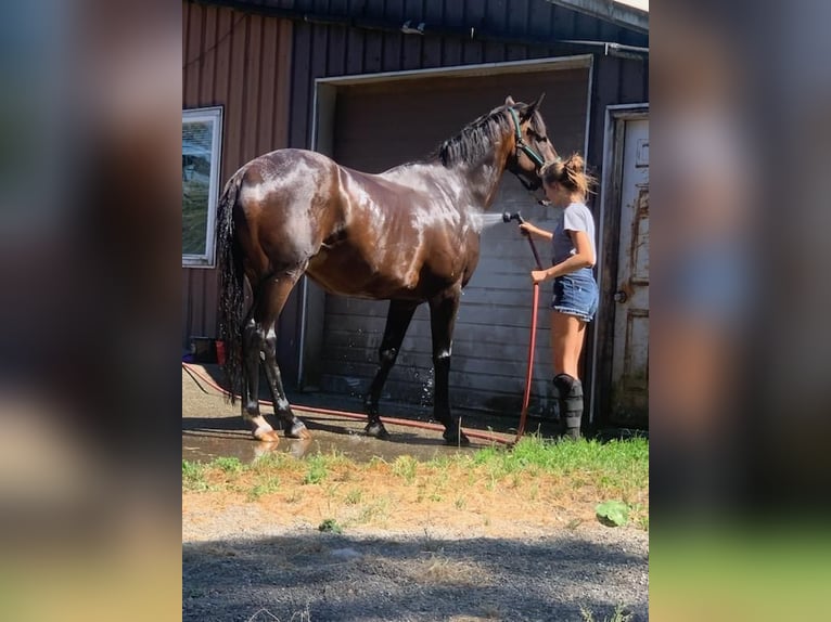 Purosangue inglese Castrone 20 Anni 163 cm Baio ciliegia in Shelton, WA