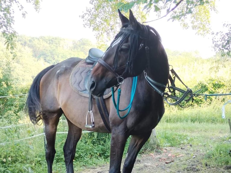 Purosangue inglese Castrone 22 Anni 165 cm Baio nero in Coulommiers