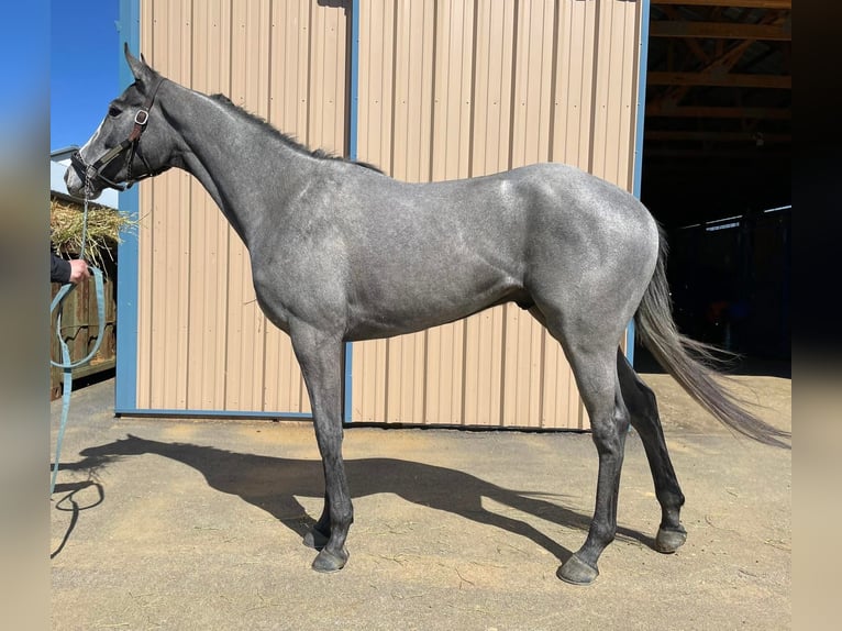 Purosangue inglese Castrone 2 Anni 163 cm Grigio in Fort Worth Texas