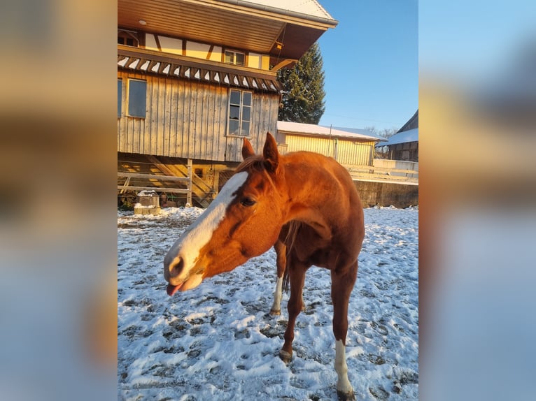 Purosangue inglese Castrone 3 Anni 156 cm Sauro in Frutigen