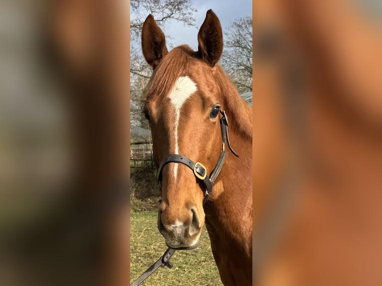 Purosangue inglese Castrone 3 Anni 159 cm Sauro in Wedemark