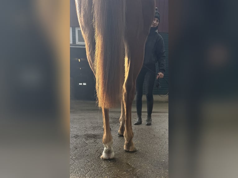 Purosangue inglese Castrone 3 Anni 159 cm Sauro in Wedemark