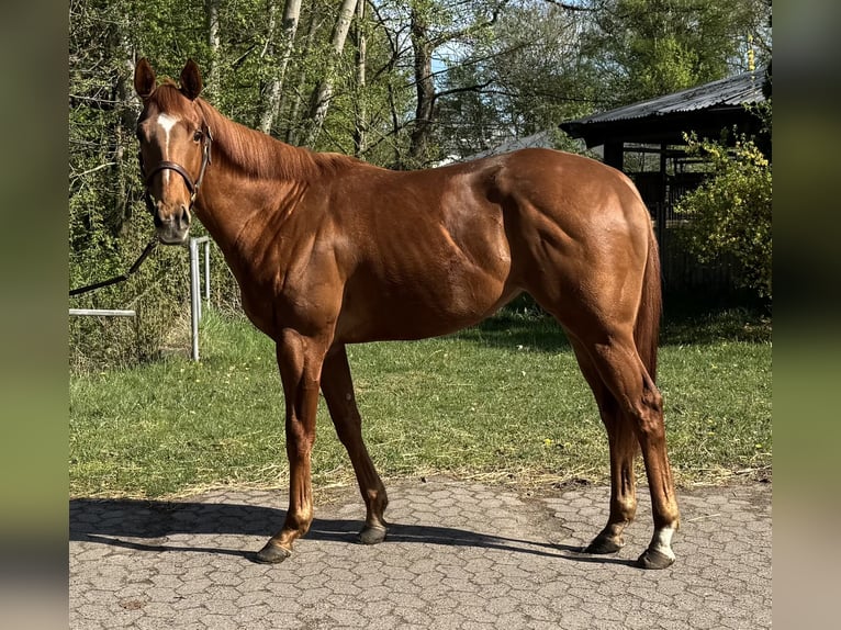 Purosangue inglese Castrone 3 Anni 159 cm Sauro in Wedemark