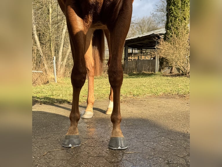 Purosangue inglese Castrone 3 Anni 159 cm Sauro in Wedemark