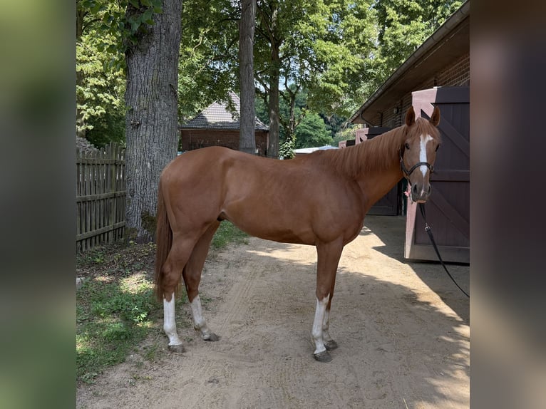 Purosangue inglese Castrone 3 Anni 160 cm Sauro in KrefeldKrefeld