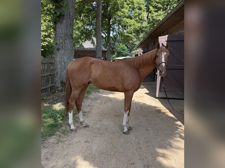 Purosangue inglese Castrone 3 Anni 160 cm Sauro in KrefeldKrefeld